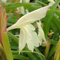 Roscoea beesiana 'White Farm'